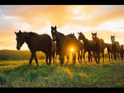 Melissa lands crushing blow | Sports