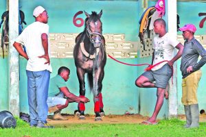 Guyana Cup prep intensifies: Jagdeo Racing Stables confident ahead of Banks Classic