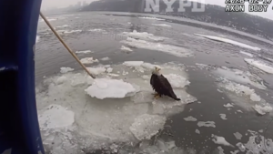 Bodycam video shows NYPD cops rescue injured bald eagle stranded on Hudson River ice float Bodycam video shows NYPD cops rescue injured bald eagle stranded on Hudson River ice float