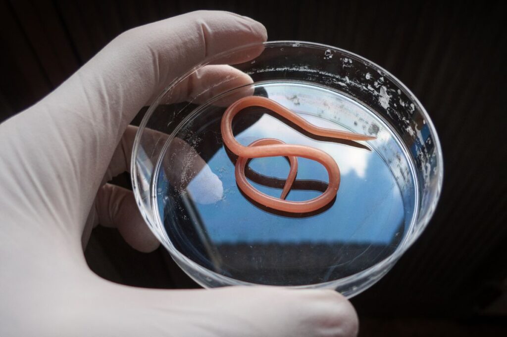 Customer claims ‘parasitic worm’ found in chicken from Scots Tesco as health probe launched