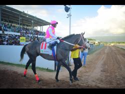 US import Rideallday cops Horse of the Year | Sports