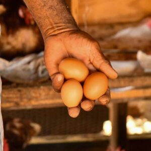 Consumers urged to report price gouging on eggs | Sports