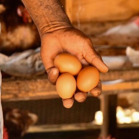 Consumers urged to report price gouging on eggs | Sports