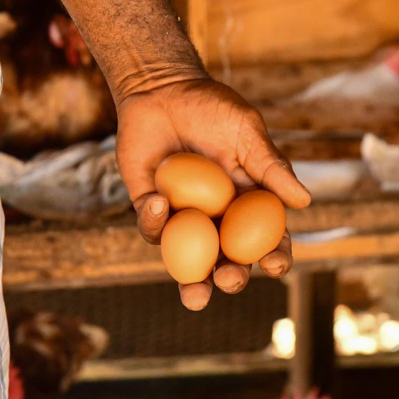 Consumers urged to report price gouging on eggs | Sports Consumers urged to report price gouging on eggs | Sports