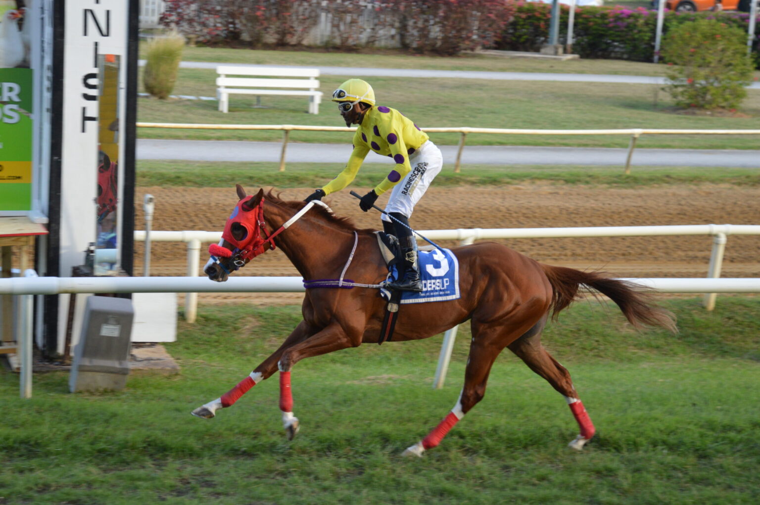 Speedy Nostradassa returning to track Speedy Nostradassa returning to track